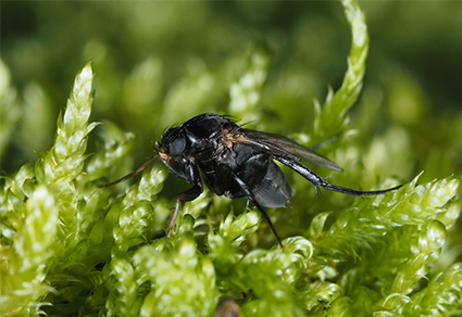 A taxonomic study on the genus Stichillus (#Diptera: Phoridae) from South #Korea, with a key to species from East Asia
mapress.com/zt/article/vie… 
#Taxonomy