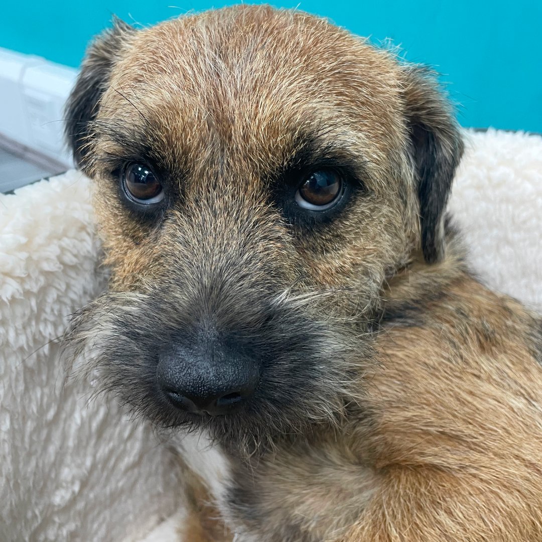 Happy #WorldAnimalDay to everyone!

With these puppy eyes, Reggie has us wishing we could nominate him for our Office Hero Award 🌟. 

Unfortunately, we can't, but you can nominate your Office Hero today! 
glurecruit.co.uk/office-hero 

#recognition