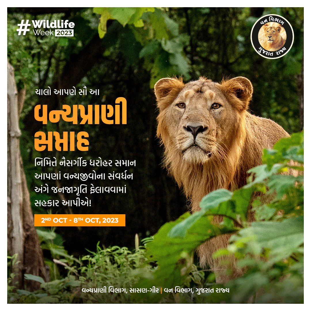 #WildlifeWeek2023 #Gir #AsiaticLion #Conservation @PccfWildlife @HoffPccf @CMOGuj @moefcc