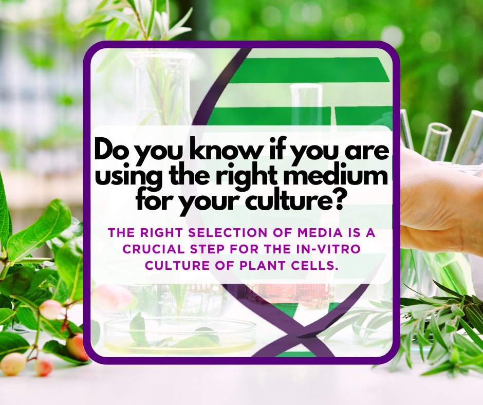 The mian Culture Mediums are:

🌿 Murashige and Skoog (MS) medium
🌿 Linsmaier and Skoog (LS) medium
🌿 Gamborg (B5) medium
🌿 Nitsch and Nitsch (NN) medium
🌿 White’s Medium
🌿 Quoirin &amp; Lepoivre medium (QL)

#labretoria #duchefabiochemie #planttissueculture #plantagar #cannabis