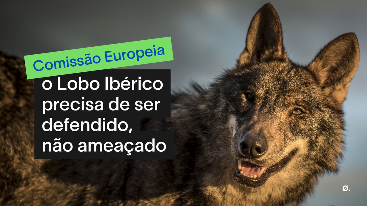 🐺 Neste Dia Mundial do Animal gostávamos de trazer uma notícia animadora.  

Mas há uma realidade que está prestes a acontecer que não podemos deixar de assinalar.  

Acompanha a thread para perceberes do que falamos.

#Ambiente #LoboIbérico #Habitats #DiaMundialdoAnimal