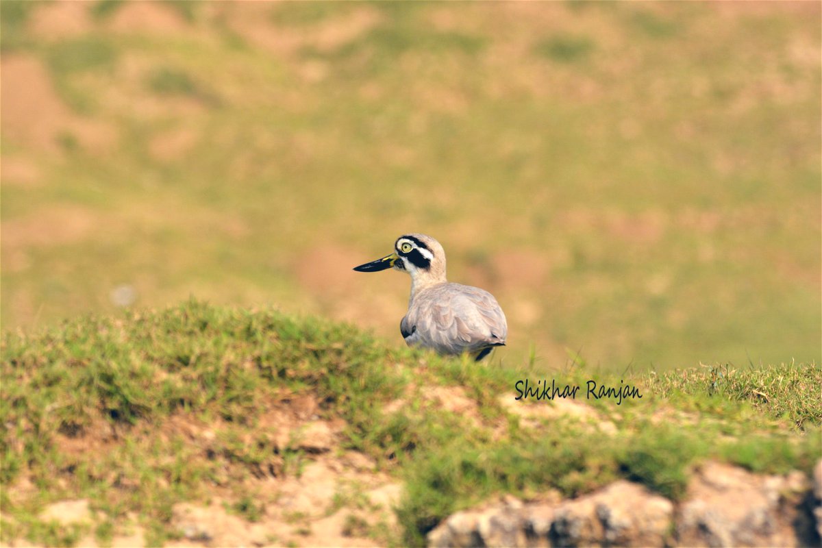 Wildlife Week Bird Series
Day 3 - Great Thick-Knee (Esacus recurvirostris)

#WildlifeWeek2023 #WildlifeWeek #wildlife #bird #birdphotography #birding #Chambal #IndiAves @IndiAves