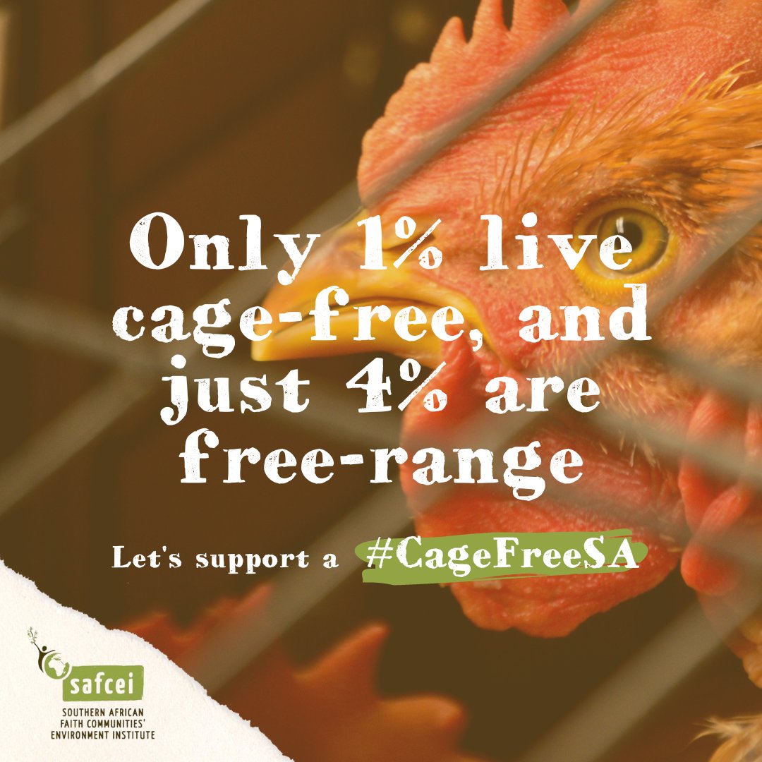 🥚 Quality matters! By ditching cages, we're not only improving hens' lives but also ensuring higher-quality eggs for all of us. 🍳 Plus, we're taking a stand against health risks like salmonella and zoonotic diseases. It's a win-win for everyone. 💪🥚 #CageFreeSA @SAFCEI