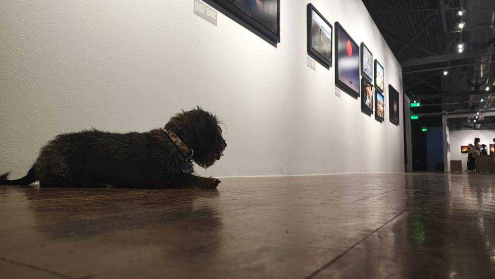 cultureGR's tweet image. 🐾Παγκόσμια Ημέρα Ζώων

🐕Ο Timmy λατρεύει τη φωτογραφία γι' αυτό συχνάζει στο MOMus - Μουσείο Φωτογραφίας Θεσσαλονίκης 

ℹ️ Οι χώροι του #MOMus είναι #petfriendly

#MinCultureGr #WorldAninalDay #Θεσσαλονίκη