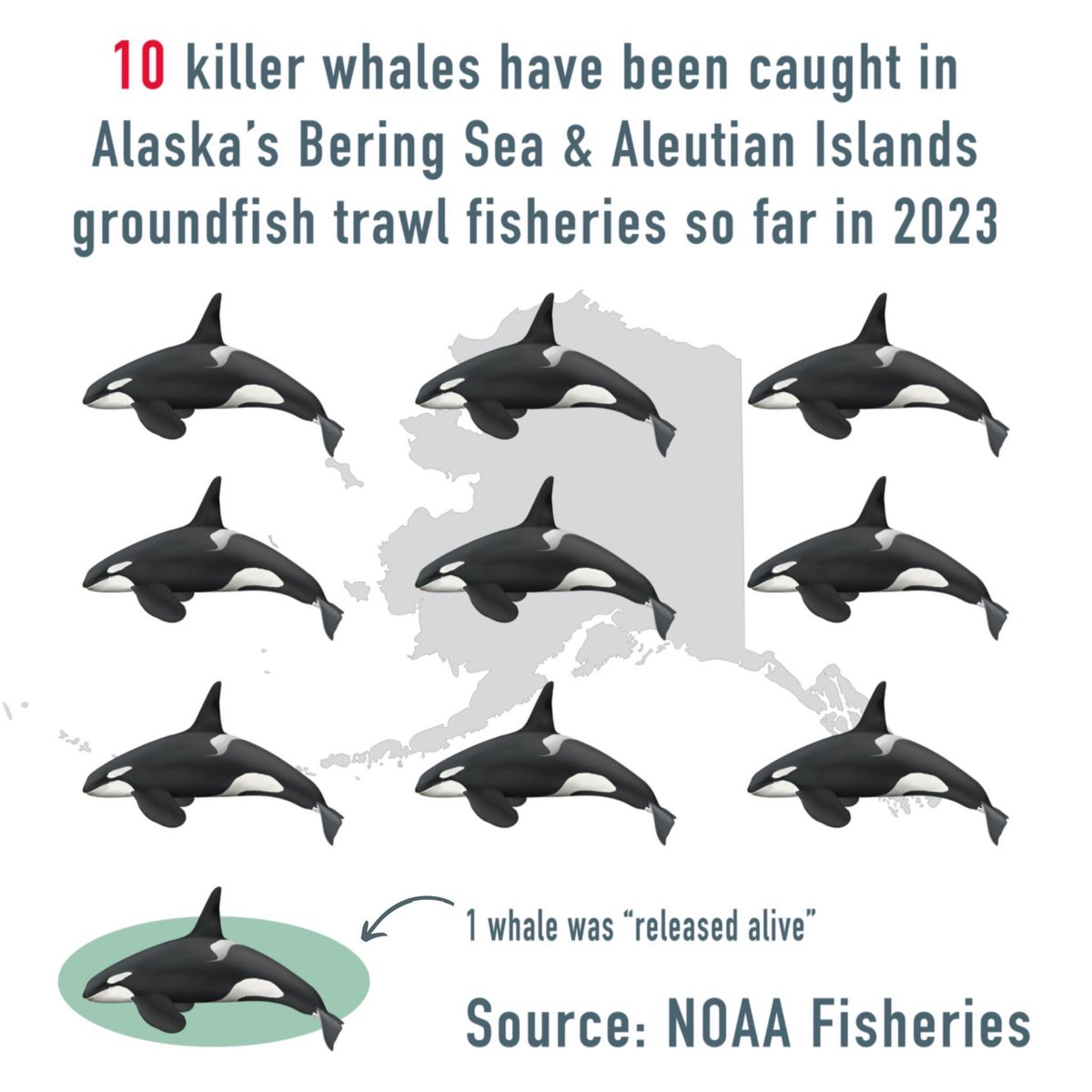 CEmbrume's tweet photo. Dix orques sont mortes, rien que depuis janvier 2023, dans les filets des pêcheurs de bâtonnets de surimi. #VenezVerifier ? @FleuryMichon vous devriez vous écrouler de honte https://t.co/0jtAmHJo91