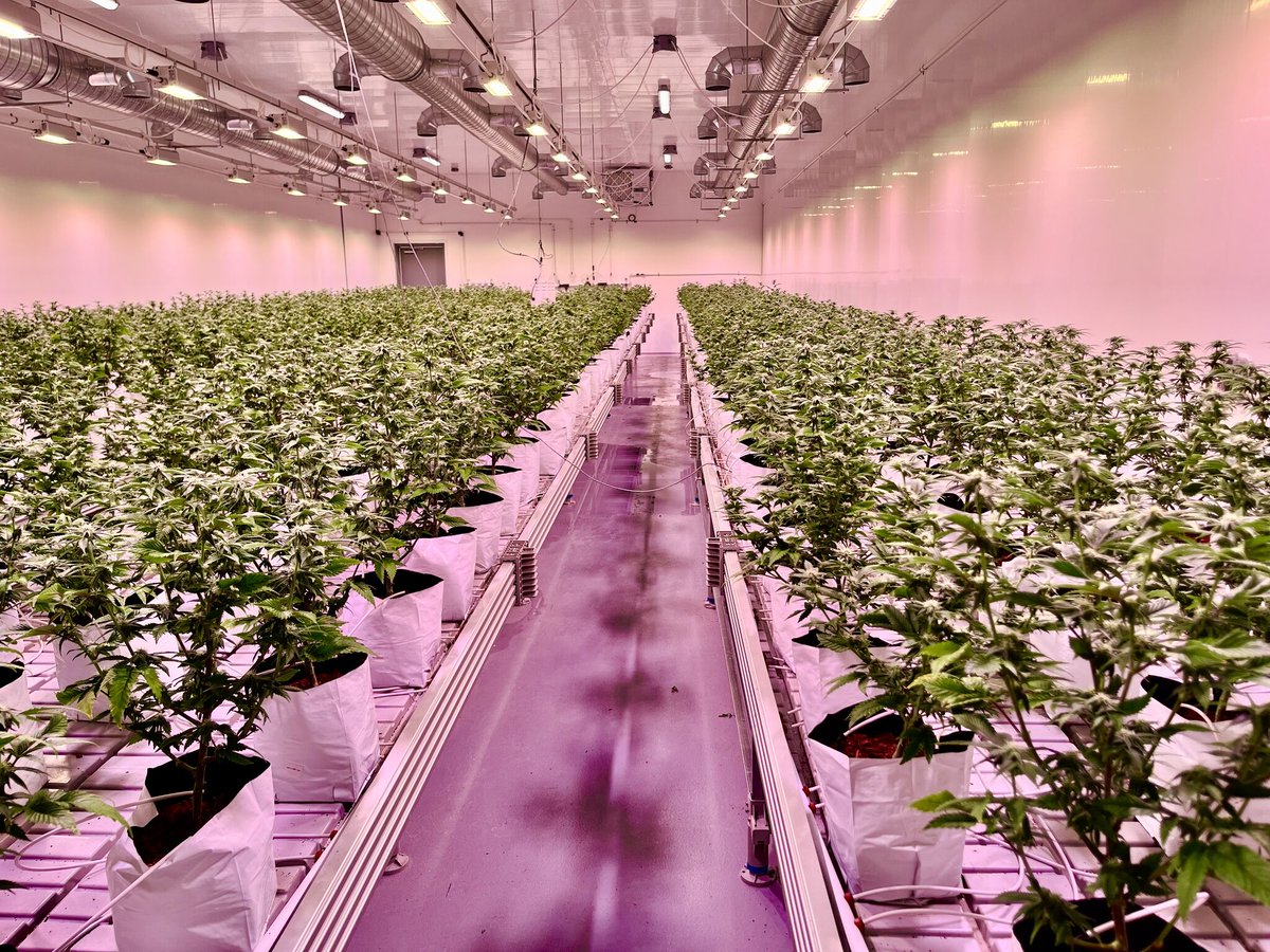 A beautiful white light for indoor #cannabis cultivation. 

#Oreon #LEDLIGHTGROW #cannabiscultivation #ledlight #spectrum