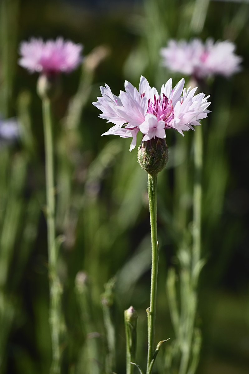 Spring Day 33 - Pink cornflowers in #mygardentoday #spring #selfseeded 💕🌱