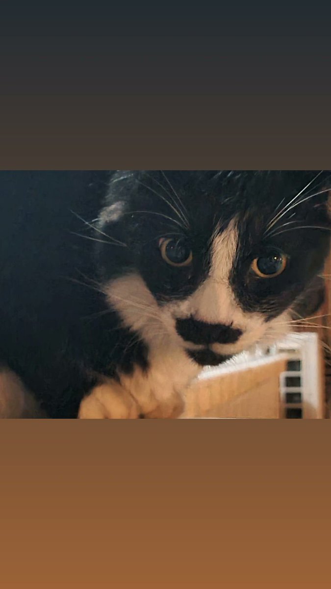 4 Ekim #HayvanlarıKorumaGünü kutlu olsun.

Onlar bize emanet..

#4Ekim #HayvanlarıKorumaGünü #hayvanlarıkoruyalım #kedi #kopek #kus #gundem #carsamba #dax18 #bluesky #HATSN #kelebek #Mersin #Hatay #antalya