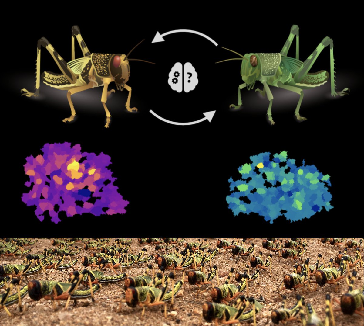 The Couzin-Fuchs lab is recruiting a PhD student/ PostDoc to join our research on the neural basis of social plasticity in swarm-forming locusts, with @CBehav, @KonstanzNeuro, More details at: couzin-fuchs-lab.com/new-positions