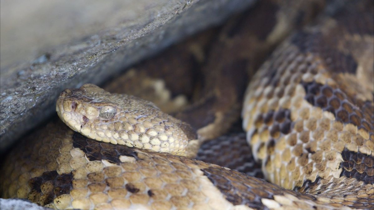 NatureNPS's tweet photo. Uh, rattlesnakes as good mothers? That’s a twist! Sixty seconds is all it takes to be captivated by this reclusive animal’s motherly instincts. Learn more in this #ParkScienceMagazine video article ➡️ https://t.co/hUkK8ShyI1
#WorldAnimalDay https://t.co/BUAgQl4LkH