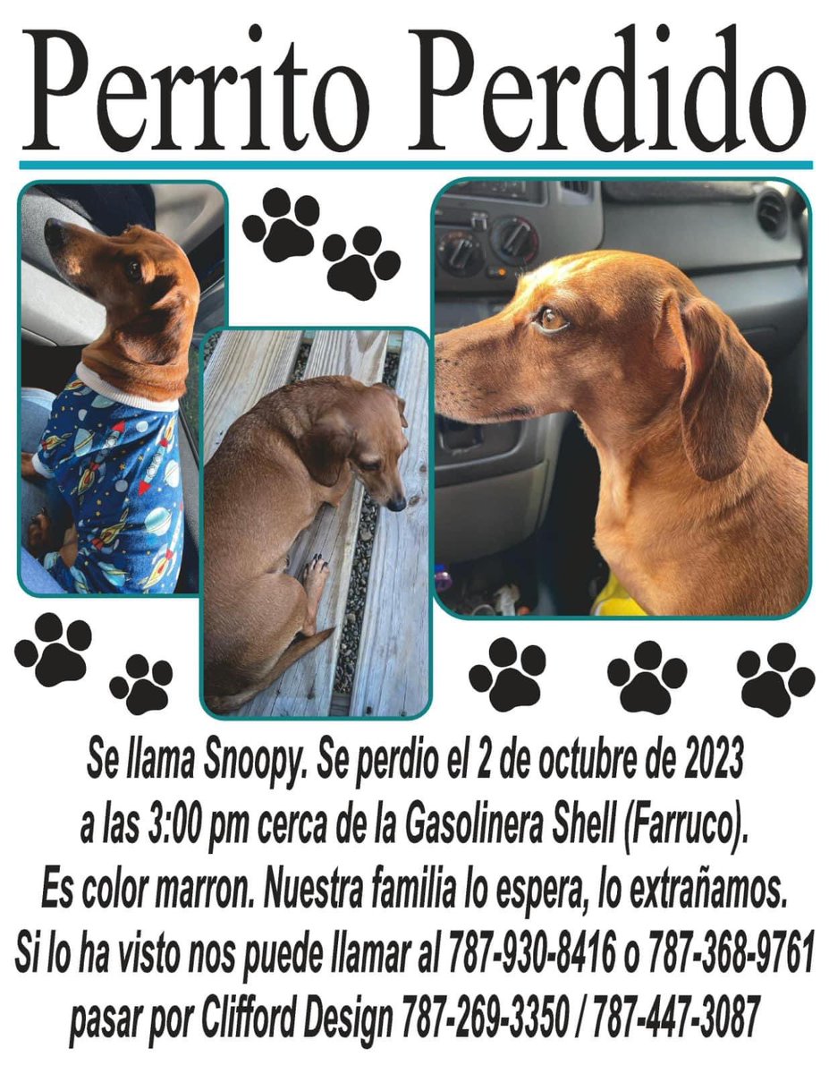 Hoy el tercer día   … SIGUE PERDIDO NUESTRO SNOOPY, SIGAN AYUDÁNDONOS A COMPARTIR

Para que entiendan nuestro dolor y la desesperación que tenemos al no encontrar a nuestro Snoopy…

El llegó a nuestras vidas Bebé en septiembre de 2017… lleva con nosotros 6 años