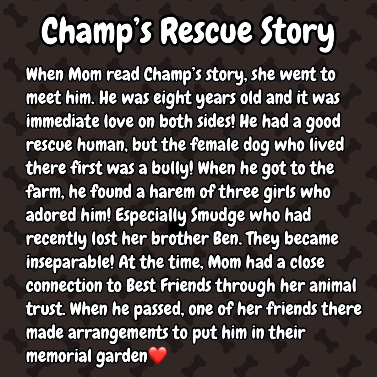 ✨❤️CHAMP❤️✨

#RememberWhenesday
#RescueLove
#Adopt
#BestFriends