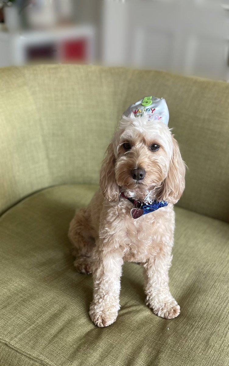 Daisy Dog tweet media