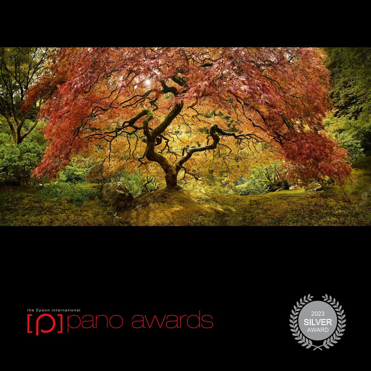 Excited to announce our fine art photograph “The Tree of Life” received Silver at this years #Epson International Pano #Awards. #NaturePhoto #fineart