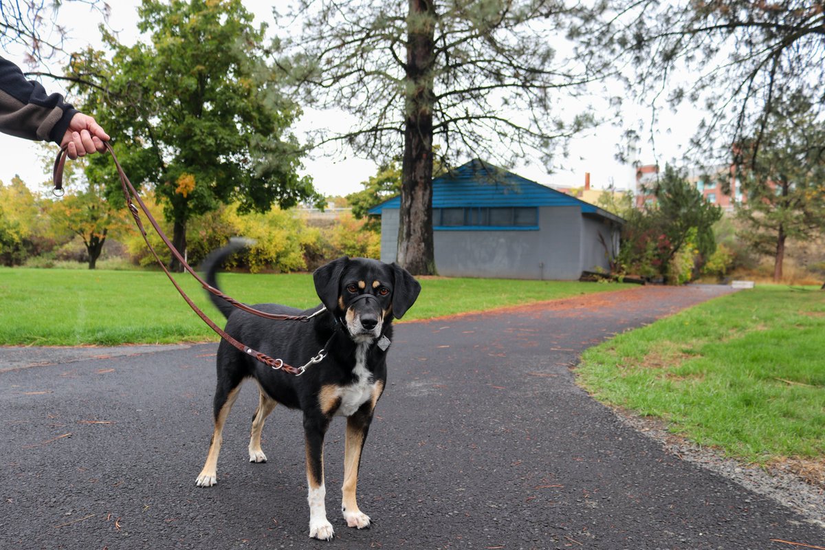 City_of_Pullman's tweet photo. There couldn't be a better fall day for a walk...at least Stella sure thinks so!

Today, Stella enjoyed a nice walk with her owner around the City Playfields (820 SE South St.), appreciating views of the South Fork, local wildlife, and trees.

#PullmanParksandRec #PullmanProud https://t.co/H70XhfDR4K