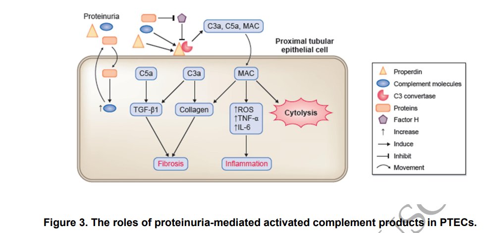 NDTsocial's tweet photo. Tubular toxicity of proteinuria &amp; progression of CKD
https://t.co/ExeDeiar2V
This Review summarizes toxic proteins reported in proteinuria &amp; the current understanding of molecular mechanisms of toxicity of proteins on proximal tubular epithelial cells leading to CKD progression https://t.co/SIvkIhjEiF