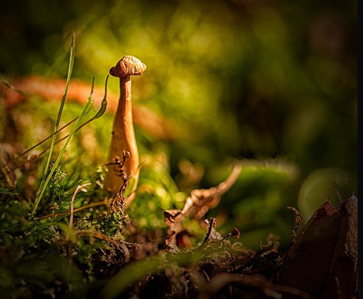 Hi Gang! Today's challenge is #mushrooms. Please share your best captures of one or more mushrooms and I'll retweet faves and best efforts. Stay safe out there and have a nice day! #photography #nature #autumn #NaturalLight