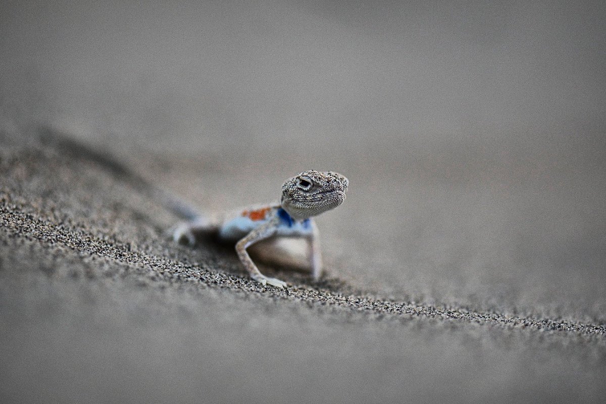 msenile's tweet photo. Laungewala Toad Headed Agama at Desert National Park, Jaisalmer
@dcpexpeditions #nikonphotography #nikonindia #macrophotography #IndiAves #niffeature #bbcearth #bbcwild #thar https://t.co/etGPM7Mvvn