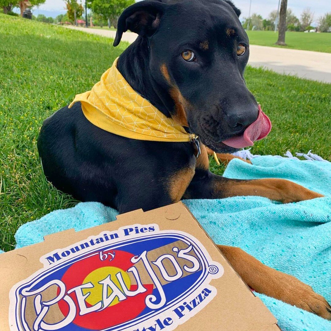 Somebody is eager to get that #BeauJos box open for a #SliceOfColorado 🐶👅😋