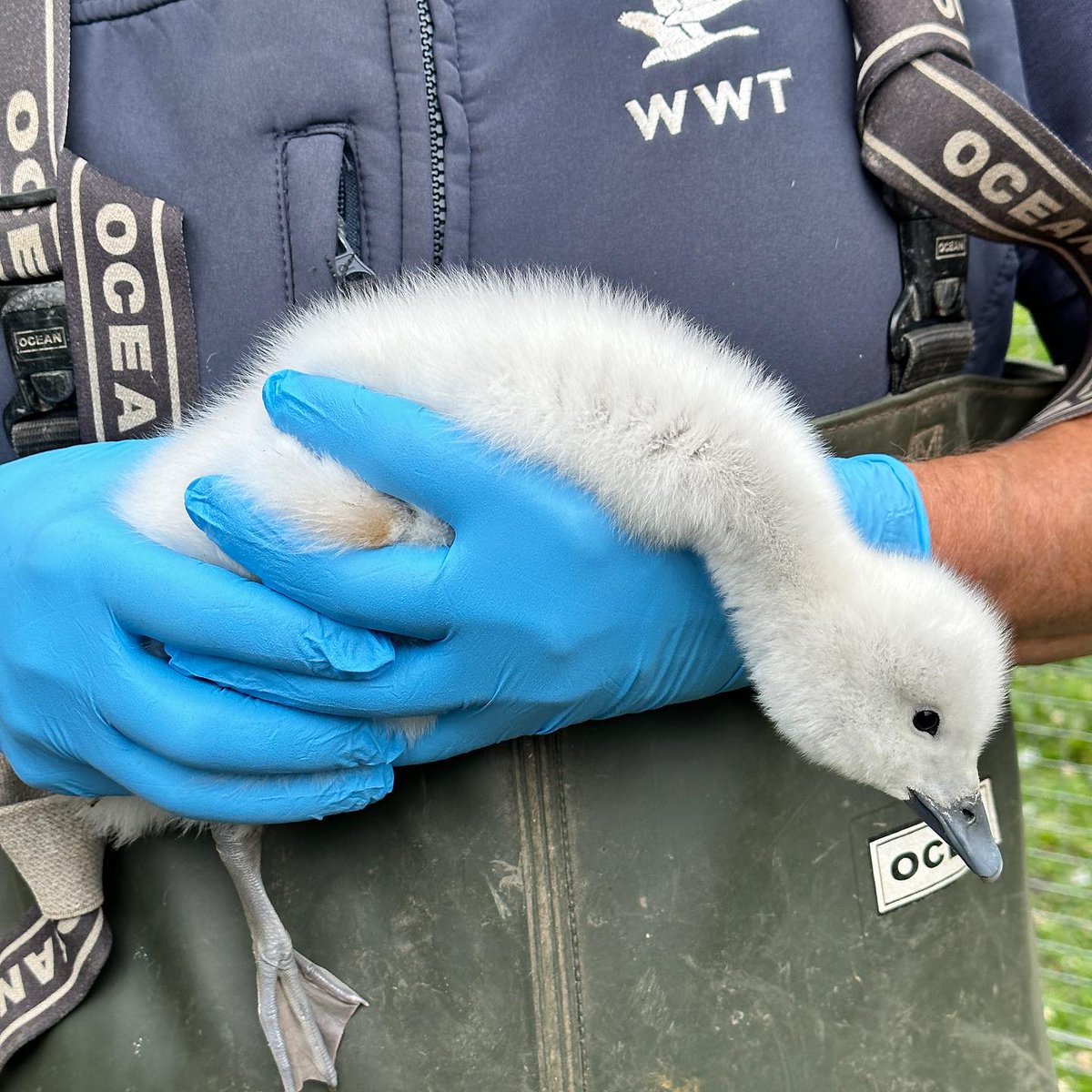 As today is #InternationalZookeeperDay, we wanted to give a big shout-out to our fantastic team of keepers who lovingly look after our birds and keep their habitats looking good. They work so hard! A team of legends.  Let's show them some love! 💚  #TeamLlanelli #Aviculture