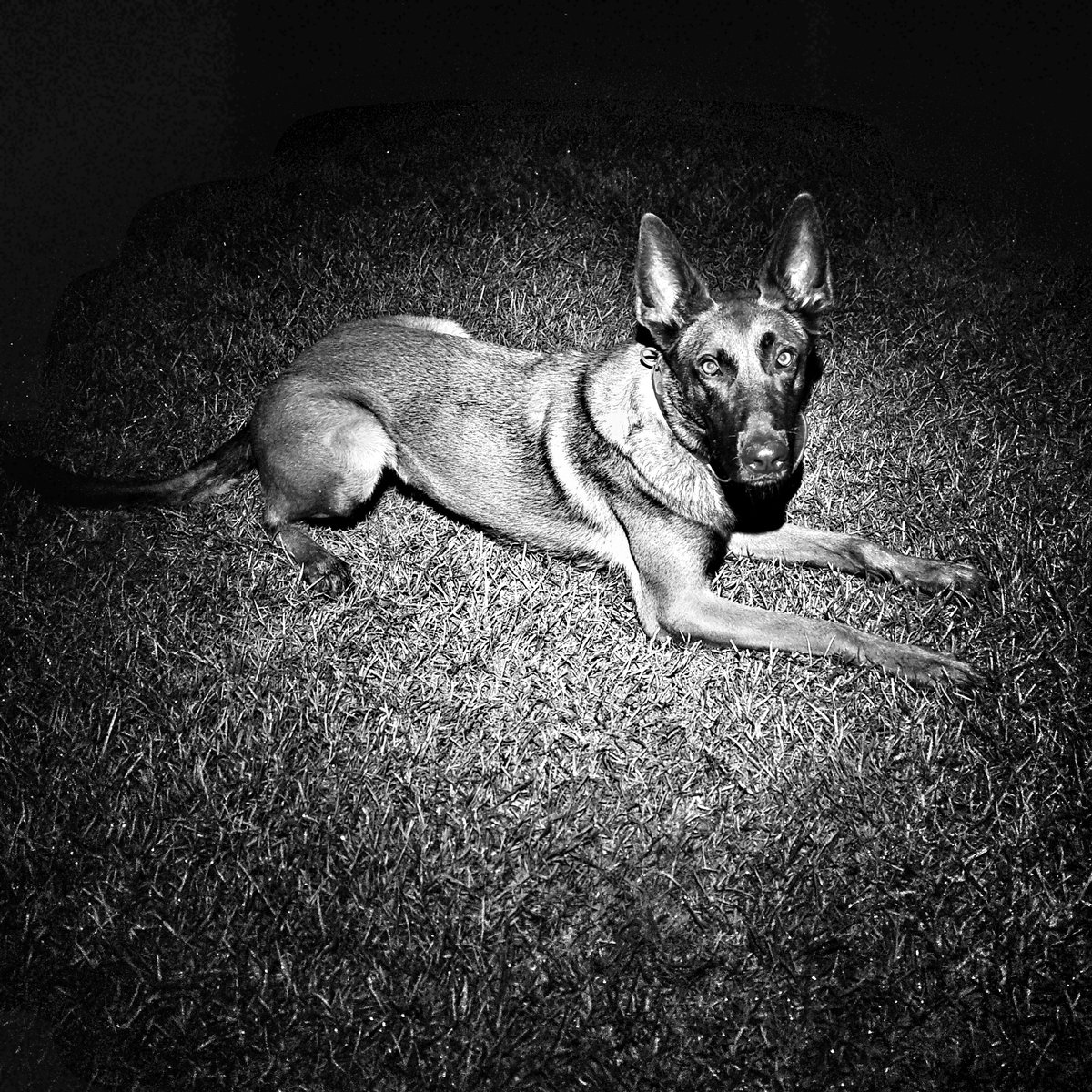 🐾PD Ella🐾

Last night in Southampton, a vehicle failed to stop for @JOU_ArmedPolice , before it crashed & two went running! ARV chased & caught one, & then PD Ella searched & located the other male hiding in someone's garden!

#PoliceDog
#FoundYou #BarkBark #HideAndSeekChampion