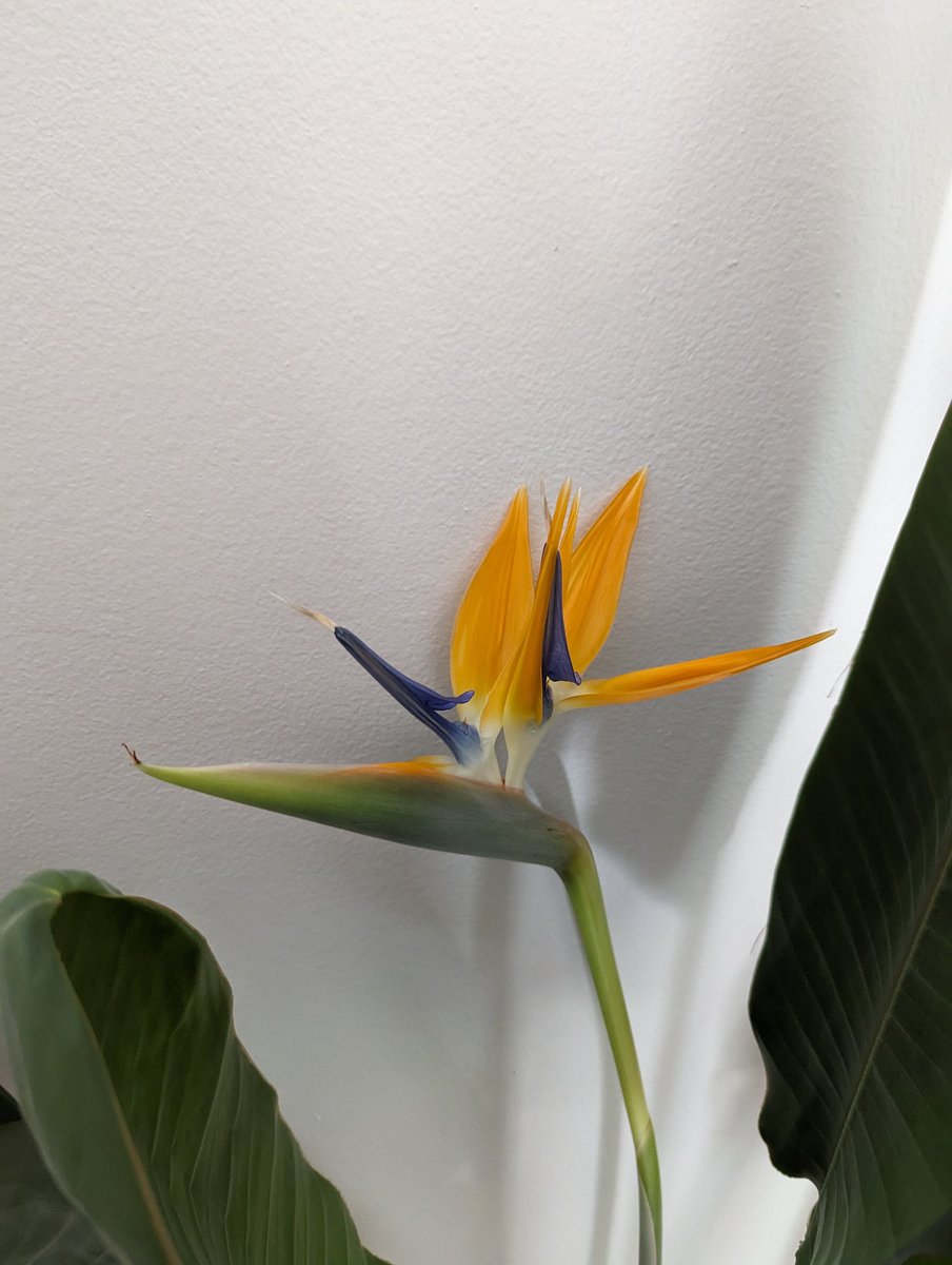 Sci_Classroom's tweet image. WHAT!?😲

My Bird of Paradise household flowered!

#houseplant #houseplants #plantparent #biology #science
