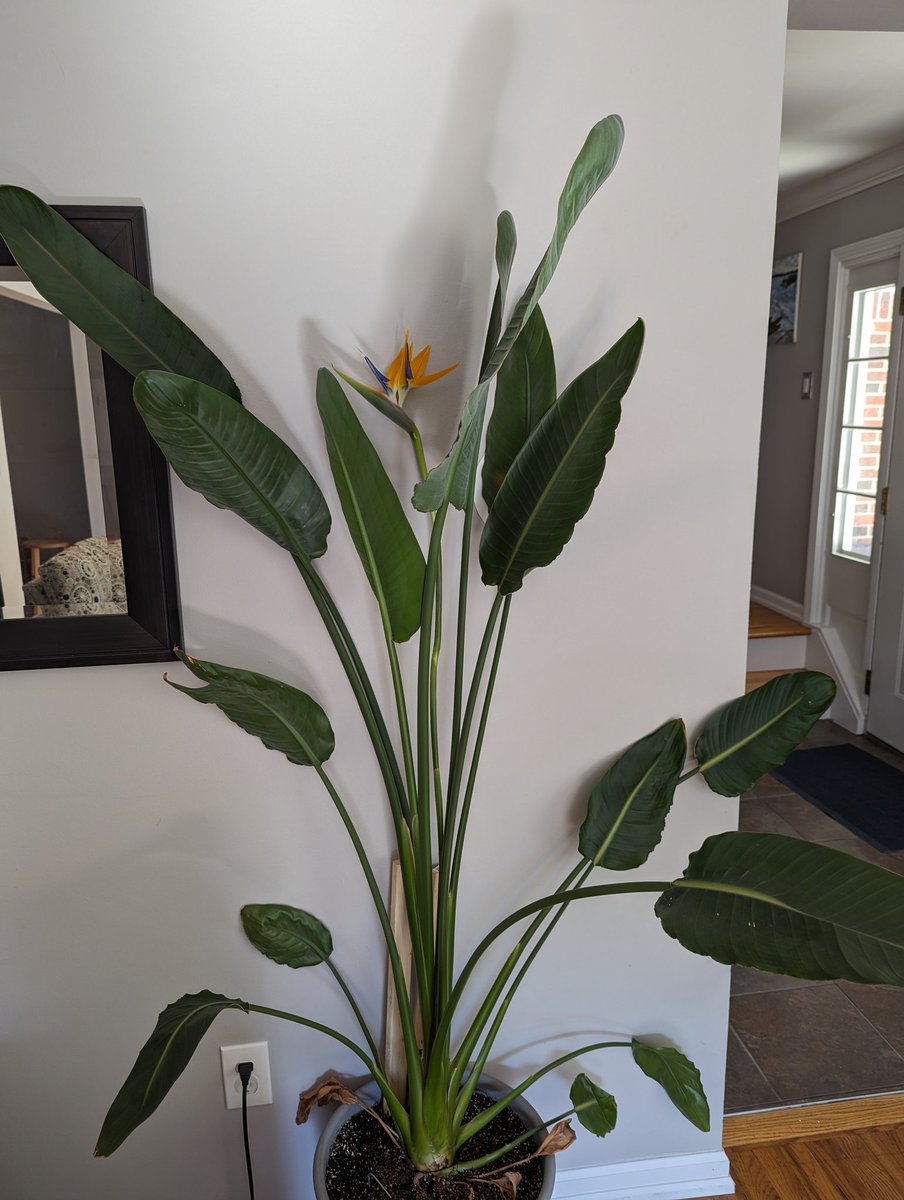 Sci_Classroom's tweet image. WHAT!?😲

My Bird of Paradise household flowered!

#houseplant #houseplants #plantparent #biology #science