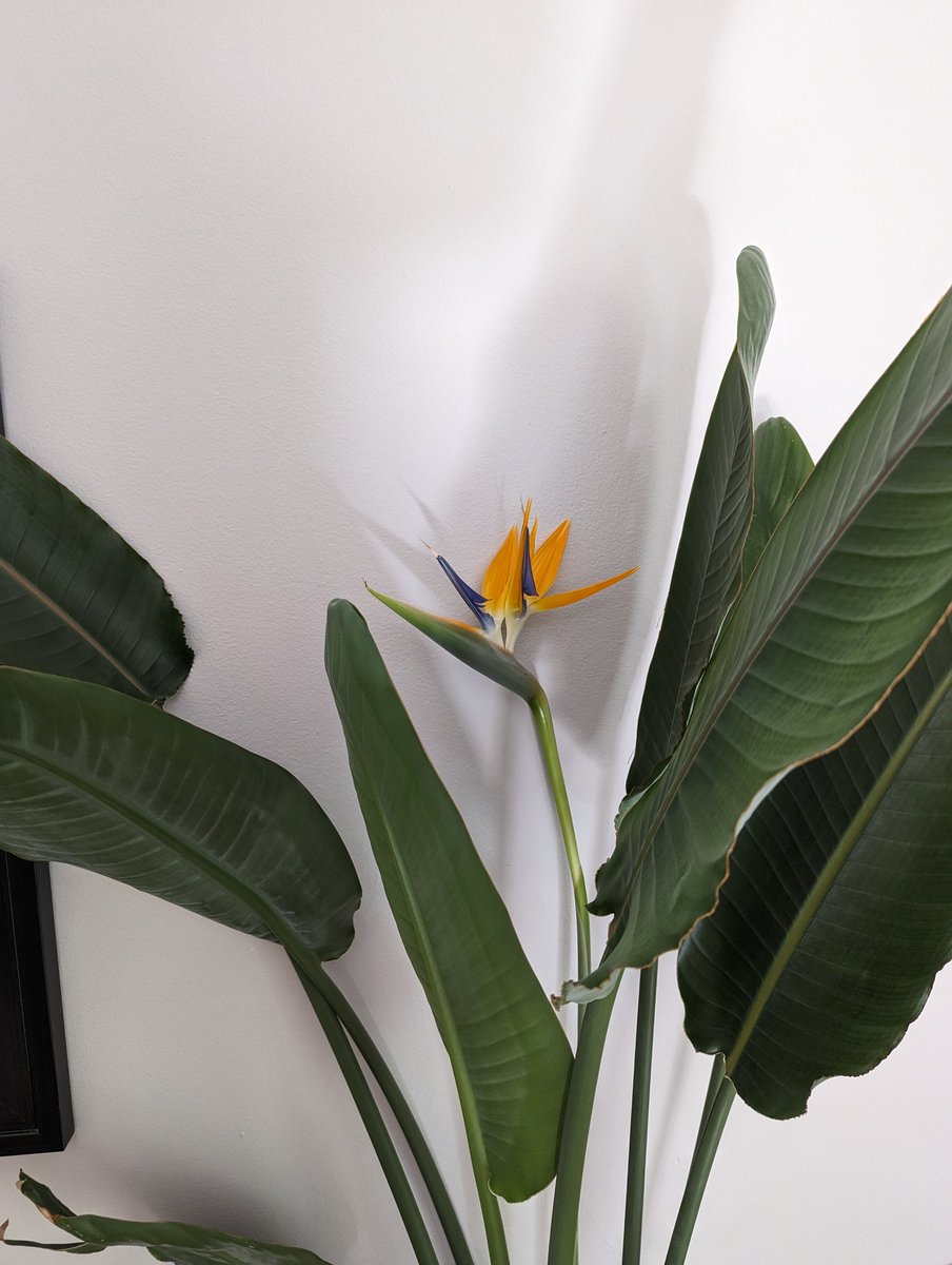 Sci_Classroom's tweet image. WHAT!?😲

My Bird of Paradise household flowered!

#houseplant #houseplants #plantparent #biology #science