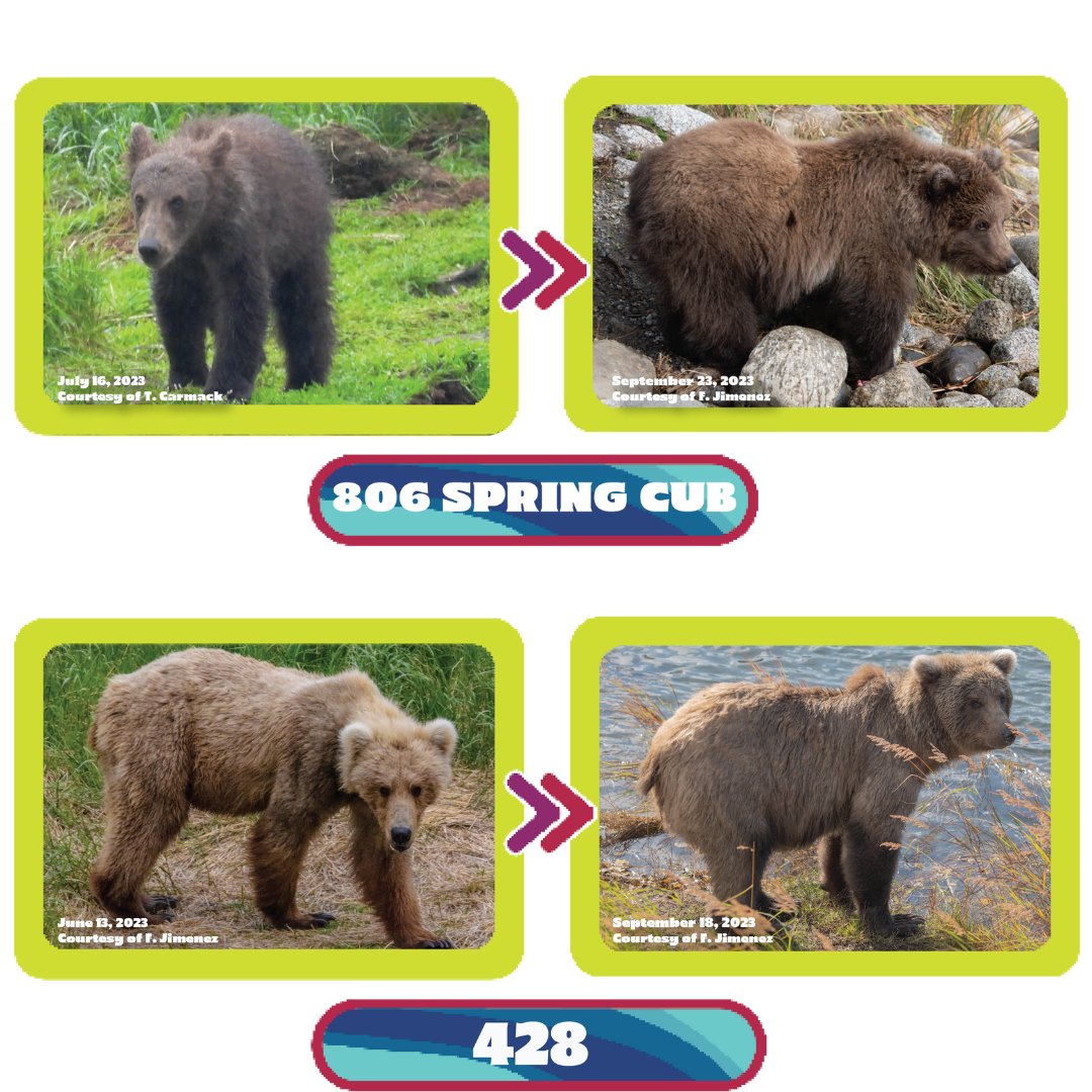 The 2023 #FatBearJunior Champion, 806Jr. faces off against 428, who gained her girth after a 3 season apprenticeship with the river's best angler. It’s cub versus sub. 

Which round rookie will reign supreme? Pick your favorite at fatbearweek.org by 5PM AKDT/9PM EDT.