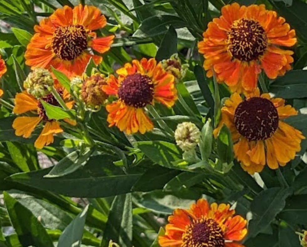 Helenium Mardi Gras ('Helbro') reaches out as a captivating display of multicolored blooms in our gardens right now. 🥰 #perennials #perennialgarden #perennialflowers #perennialplants
musthaveperennials.com/helenium/