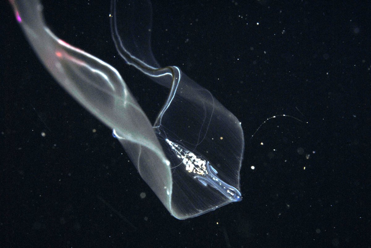 WHOI's tweet photo. 🤔 Guess this #ctenophore's common name! (Hint: your grandmother might have worn one!)
#WeirdOcean #KeepItWeird
📸 by Larry Madin © #WHOI https://t.co/92k1QyVuBI