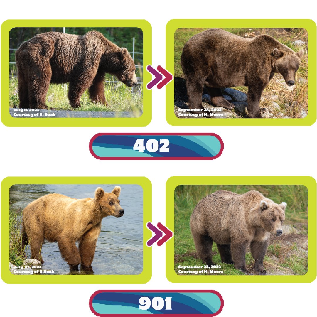 Katmai National Park tweet media