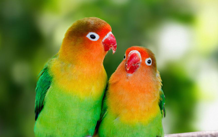 Cara Pemasteran Burung LoveBird: Burung lovebird memang mudah untuk dipelihara, bahkan bagi pemula yang baru memasuki dunia perawatan burung kicau. Jadi, jika Anda adalah […] dlvr.it/Sx08Zx