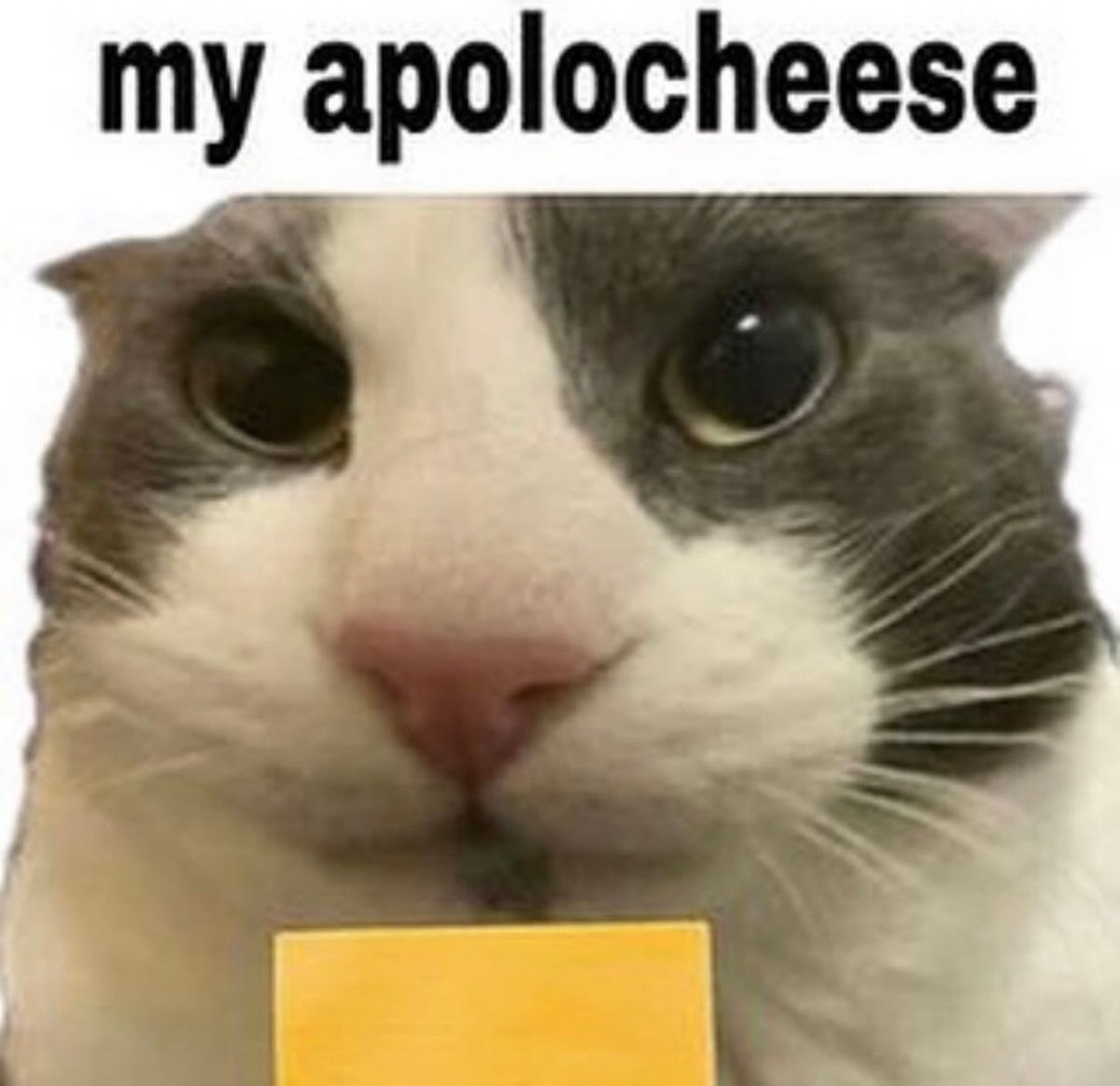 PostsOfCats's tweet photo. he’s sowwy https://t.co/iyrdHAHuv2