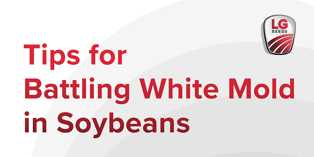 LGSeeds's tweet photo. Early season drought followed by record-setting rainfall in July created a perfect storm for white mold in Michigan. Get tips from agronomist @JustinSchneid18 to prevent a white mold resurgence in the years ahead. #LGSeeds #ReliableParner #Harvest23 https://t.co/M1MvDn14Ph https://t.co/clwGo7oRRh