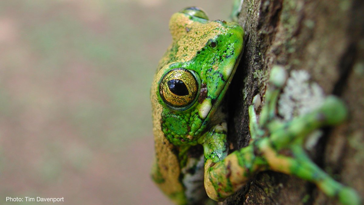 #Climate change emerges as major driver of amphibian declines globally, according to a new paper published in @Nature. The paper is based on IUCN Red List of Threatened Species™ data. Learn more bit.ly/45iSJjm @rewild