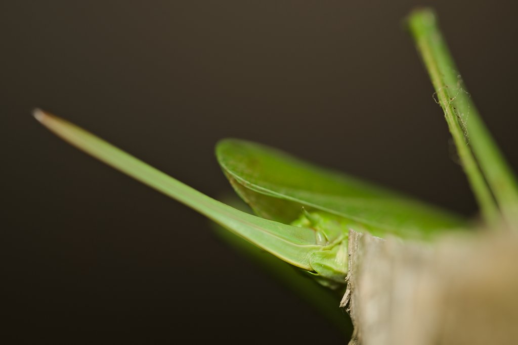 The other side of #grasshopper.

Grasshoppers have their "ears" on their bellies, organs called tympana located on their abdomen, right near the base of  their hind legs.

#macro #macro_world #closeup #closeupshots #insects #macroinsects #photography #photo #fotografia #przyroda