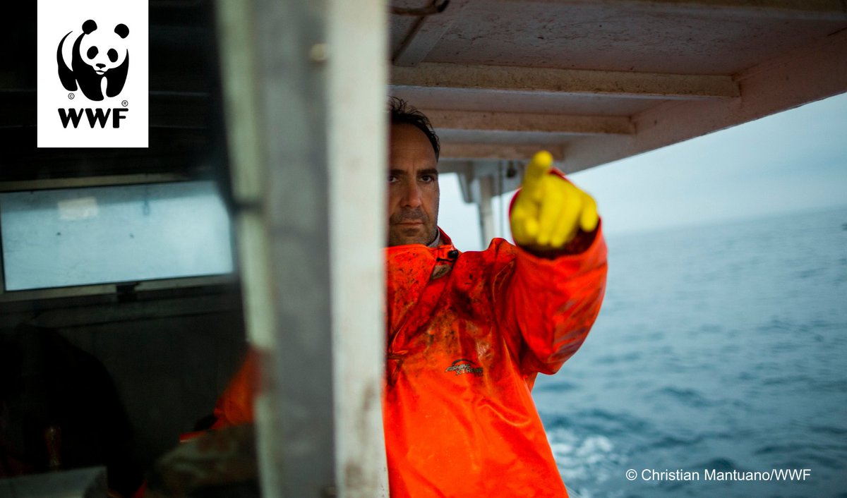 WWF_Med's tweet image. The challenges we face today require transformative actions that not only secure the future of our marine ecosystems but also inspire a new generation of professionals dedicated to preserving our precious seas. Read the WWF's statement on #MedFish4Ever wwfmmi.org/newsroom/lates…