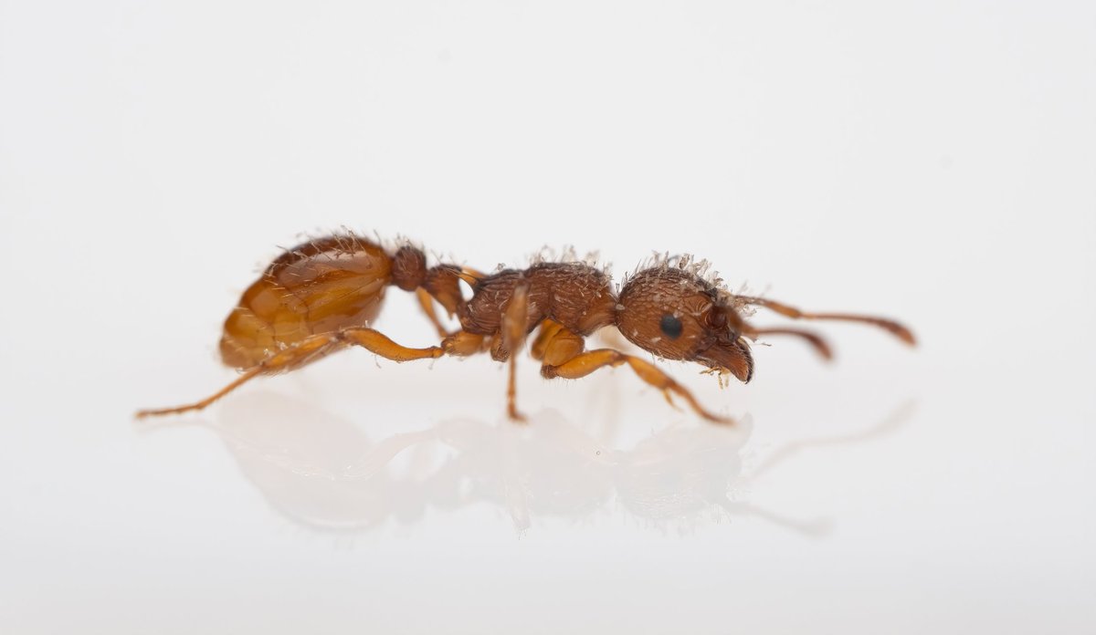 Amazing start of a project about the ant parasite Rickia! <a href="/NCN_PL/">Narodowe Centrum Nauki</a> #POLONEZ_BIS2.  Perfect combination of lab and field work 🐜🍄 <a href="/MiIZ_PAS/">Museum and Institute of Zoology PAS</a> @CsataEniko <a href="/gema_trigos/">Gema Trigos-Peral</a> Ant photo by <a href="/danielsangarci/">Daniel Sánchez-García</a>