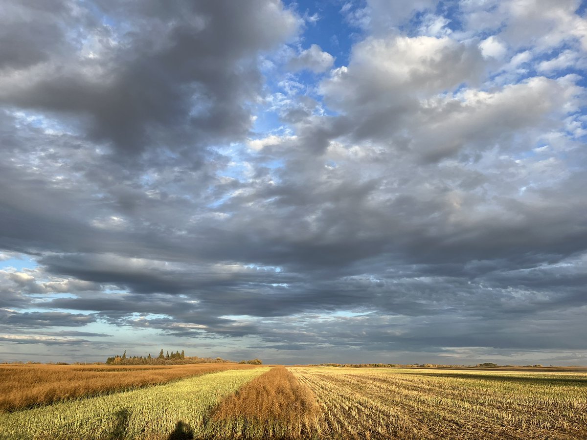The Trueflex canola and corn trial were taken off this past week! Come in to talk to us about the results and booking your seed. 
A huge thanks to Kreutner Farms!