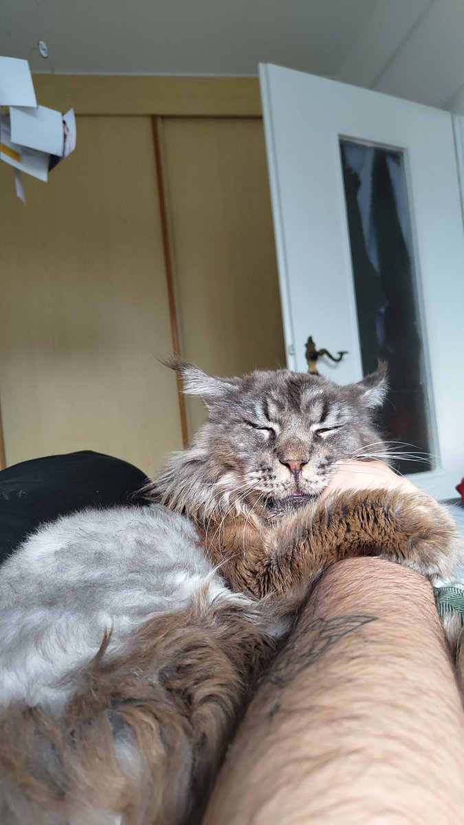 HiImBerryBuh's tweet photo. Heute war einfach ein Tag Pause dran. Morgen gibt's dann wieder Streams :D
#RandomCatContent https://t.co/UqsB4s5djA