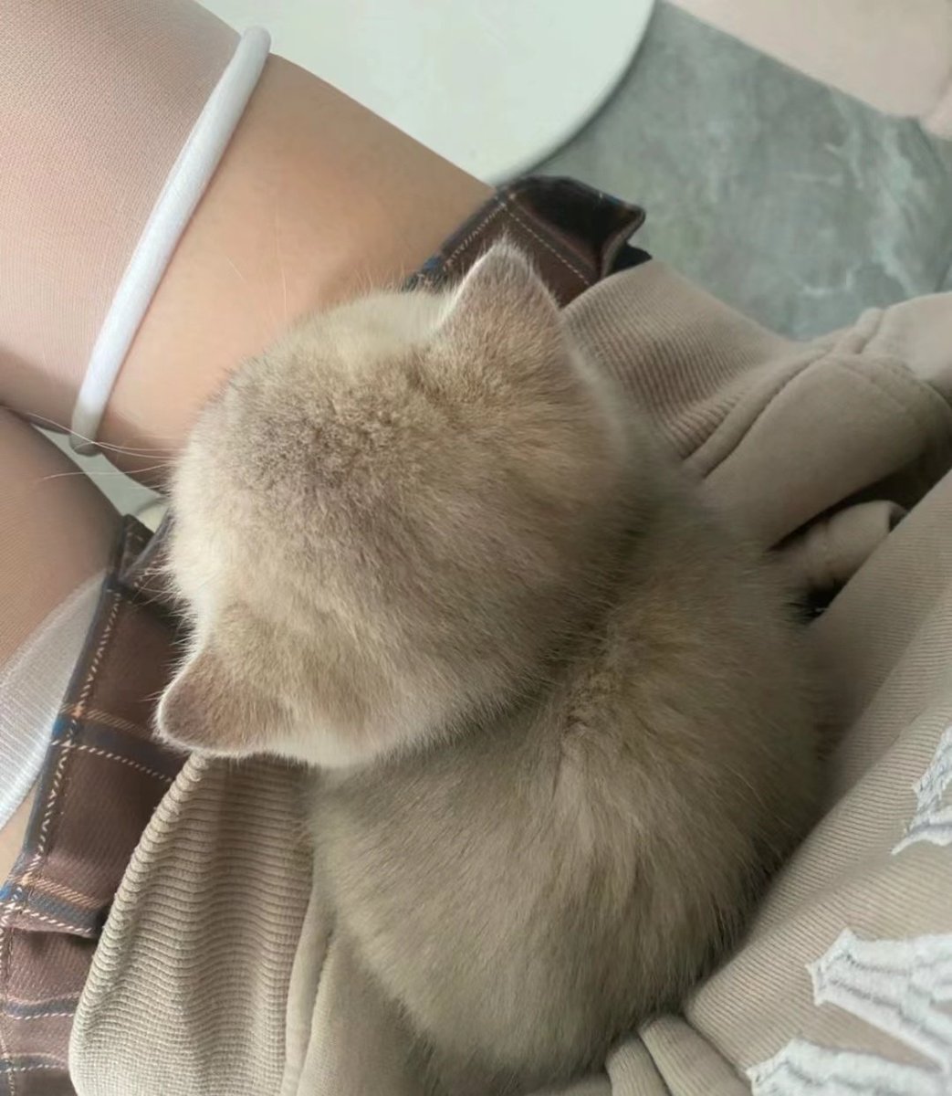 想不想像它一樣坐在我大腿上
想的話+1🤭 https://t.co/R0IZ0pjUCT