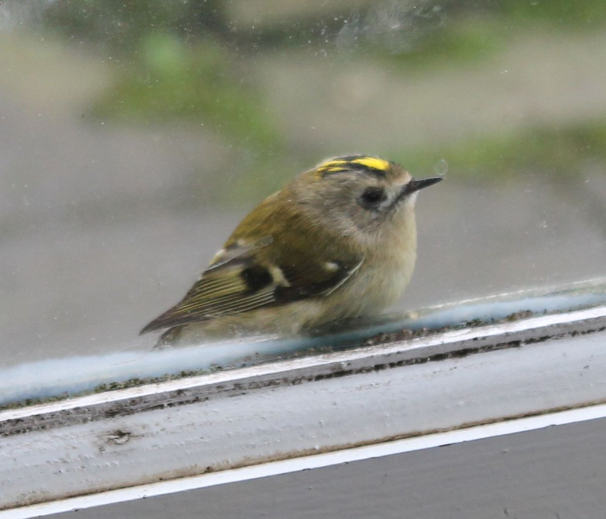 A tiny visitor at our window yesterday: a Goldcrest, Britain's smallest bird. #ShandyHall #birds #wildlife