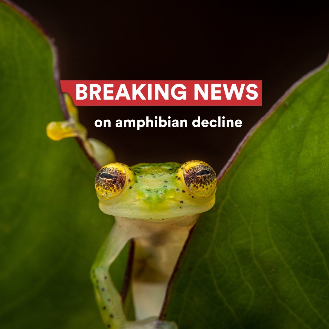 (1/2) The 2nd Global Amphibian Assessment published today in <a href="/Nature/">nature</a> reveals climate change is emerging as the major driver of amphibian declines. Scientists assessed 8,000+ species for @ASG_IUCN #SaveAmphibians #SaveSalamanders 🐸 🌎