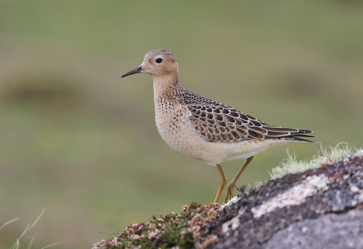 The Buff breasted Sand continuing to show amazingly well on St Agnes @BirdGuides @scillybirds @ScillyWildlife