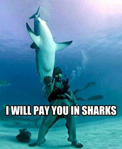 SharksEveryDayy's tweet photo. https://t.co/ty4hoDcf5C