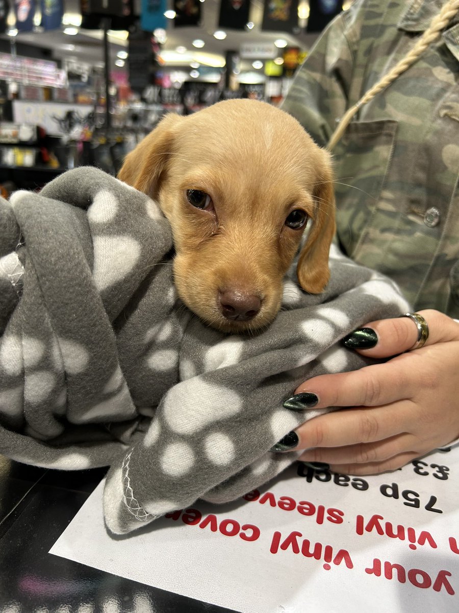 hmvDarlington's tweet photo. Baby Bonnie 🩷
#dogsofhmv https://t.co/ZuiSo6HO4S