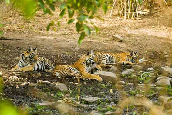 Did you know that the #Tiger is the national animal of both India & Bangladesh? #Tigers #TigerFacts #DaanUtsav #WednesdayThought