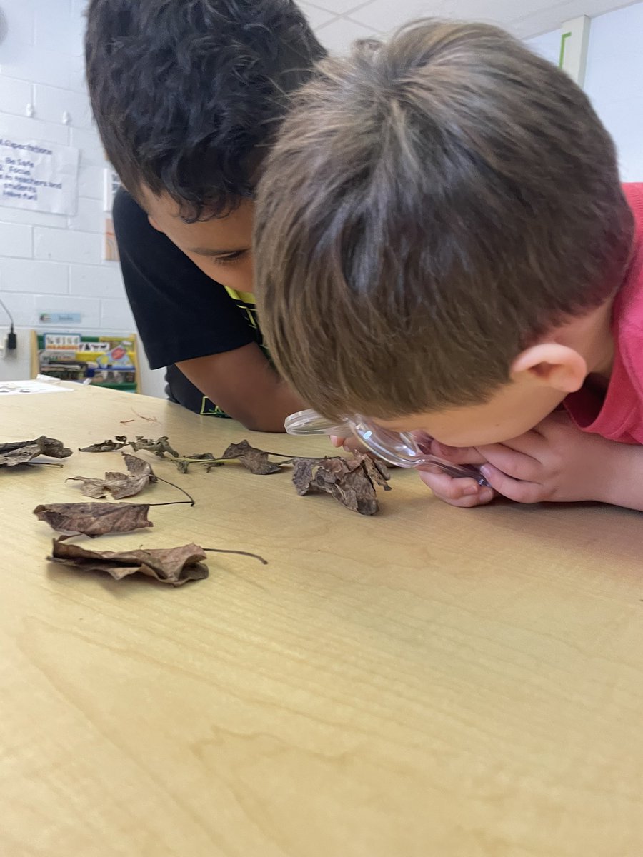 MsCleer's tweet photo. “I notice this one is bumpy and has dirt on it. It sounds crunchy” #MakingObservations #BeechTreeFamily https://t.co/4iKfIZatoS