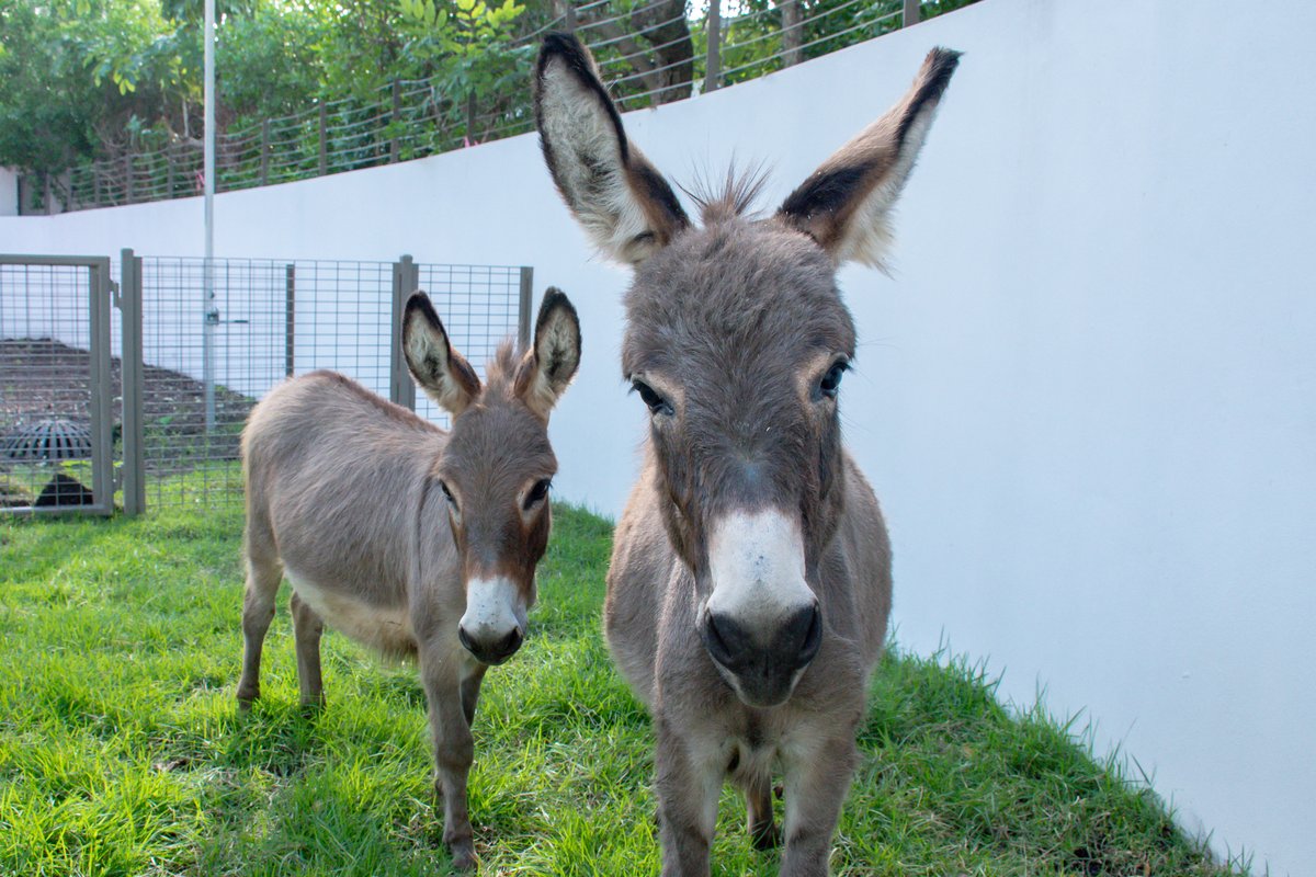 Happy World Animal Day from Pinecrest Gardens! 

#WorldAnimalDay #PinecrestGardens #Pinecrest #Animals #Pinecresting